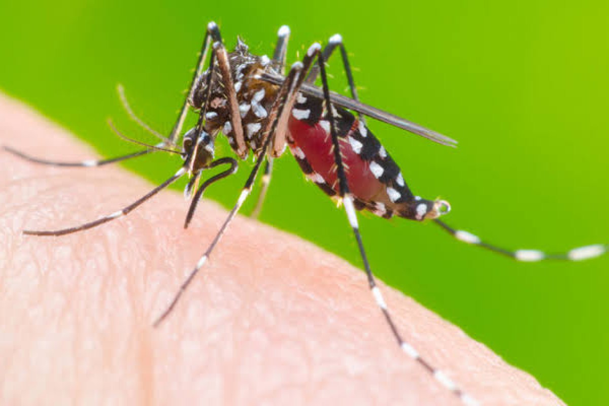 Bahia está entre os estados que podem ter surto de dengue este ano
