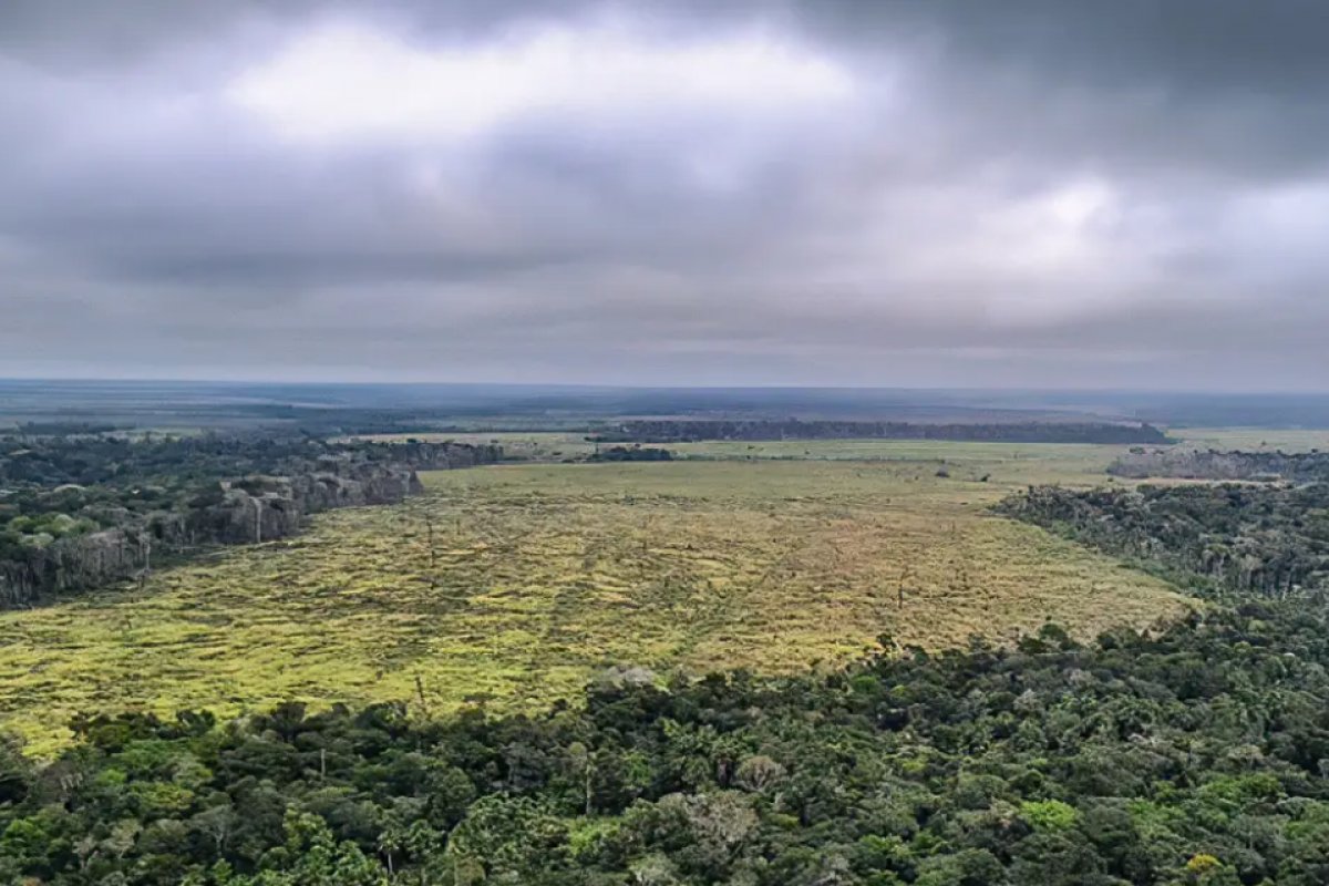 Desmatamento na amazônia cai 42% no primeiro trimestre