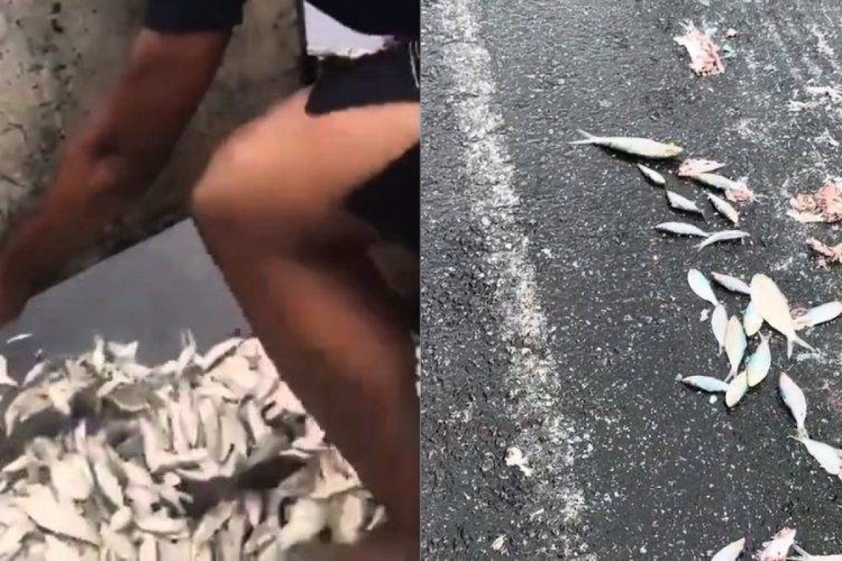 Vídeo: torcedores do Vitória despejam sardinhas na ladeira da Arena Fonte Nova