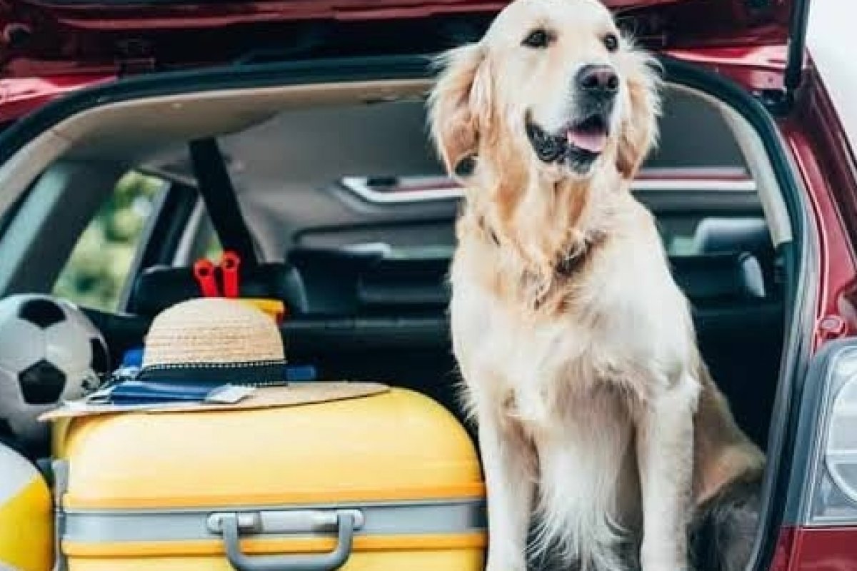 Especialista lista dicas para transportar seu cachorro da maneira adequada