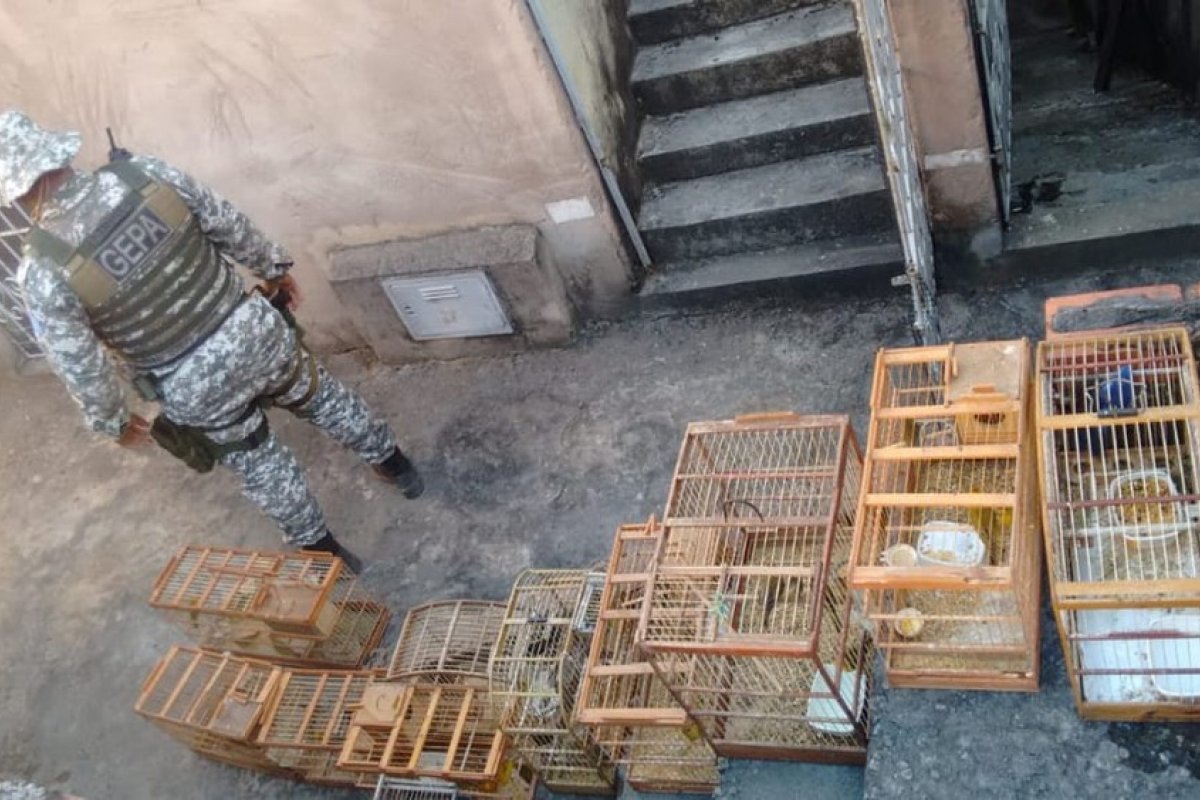 Guarda Municipal apreende quase 40 aves silvestres dentro de casa em Dom Avelar