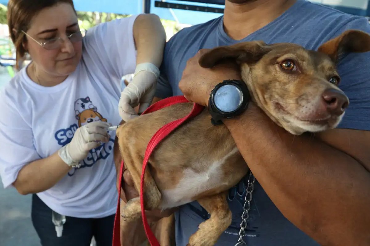 Vacina V10 terá aplicação gratuita da para cães em Salvador; dose na rede privada custa R$ 270