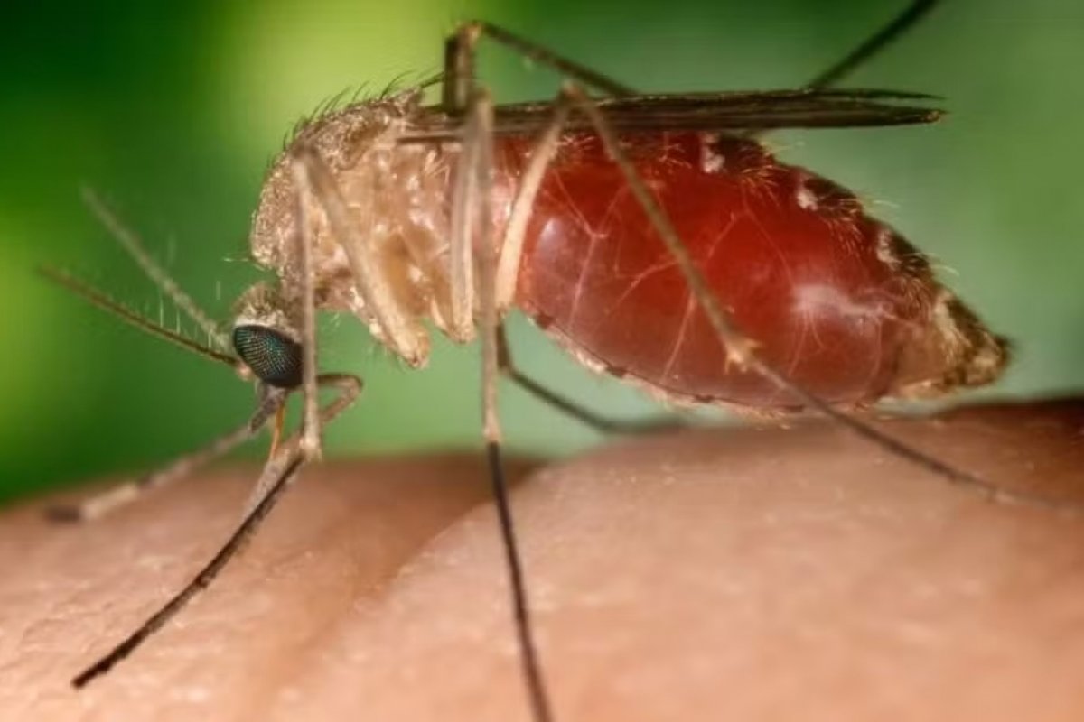 Salvador tem primeiro caso de Febre Oropouche registrado