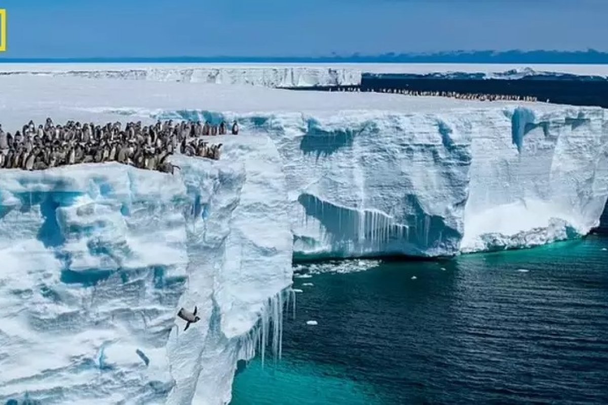 Vídeo: filhotes de pinguins saltam de penhasco de 15 metros na Antártica