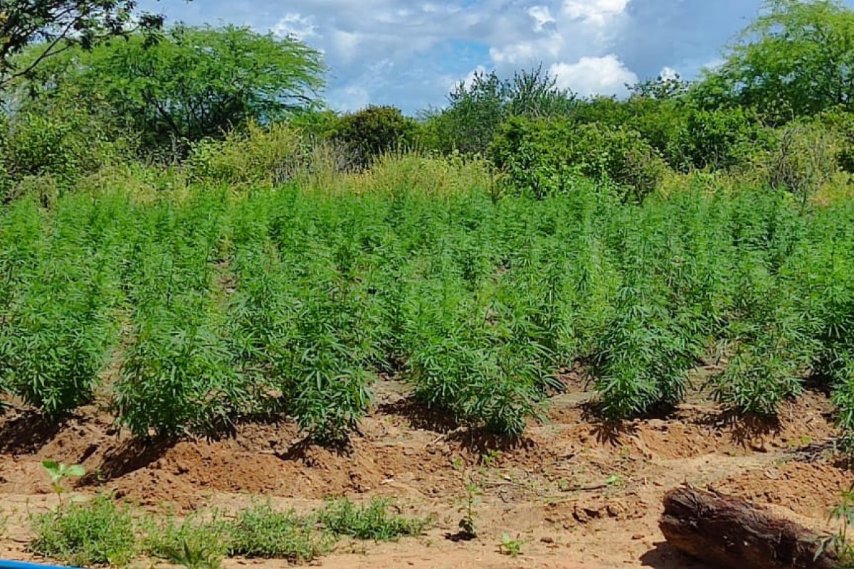 Polícias Federal e Militar encontram 70 mil pés de maconha em plantação na Bahia