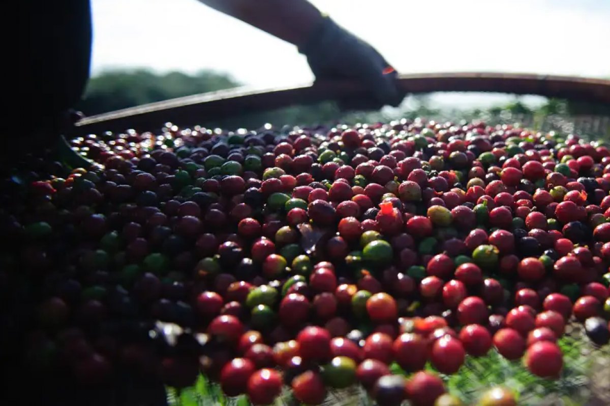 Exportações de cafés brasileiros atingem 42,80 milhões de sacas