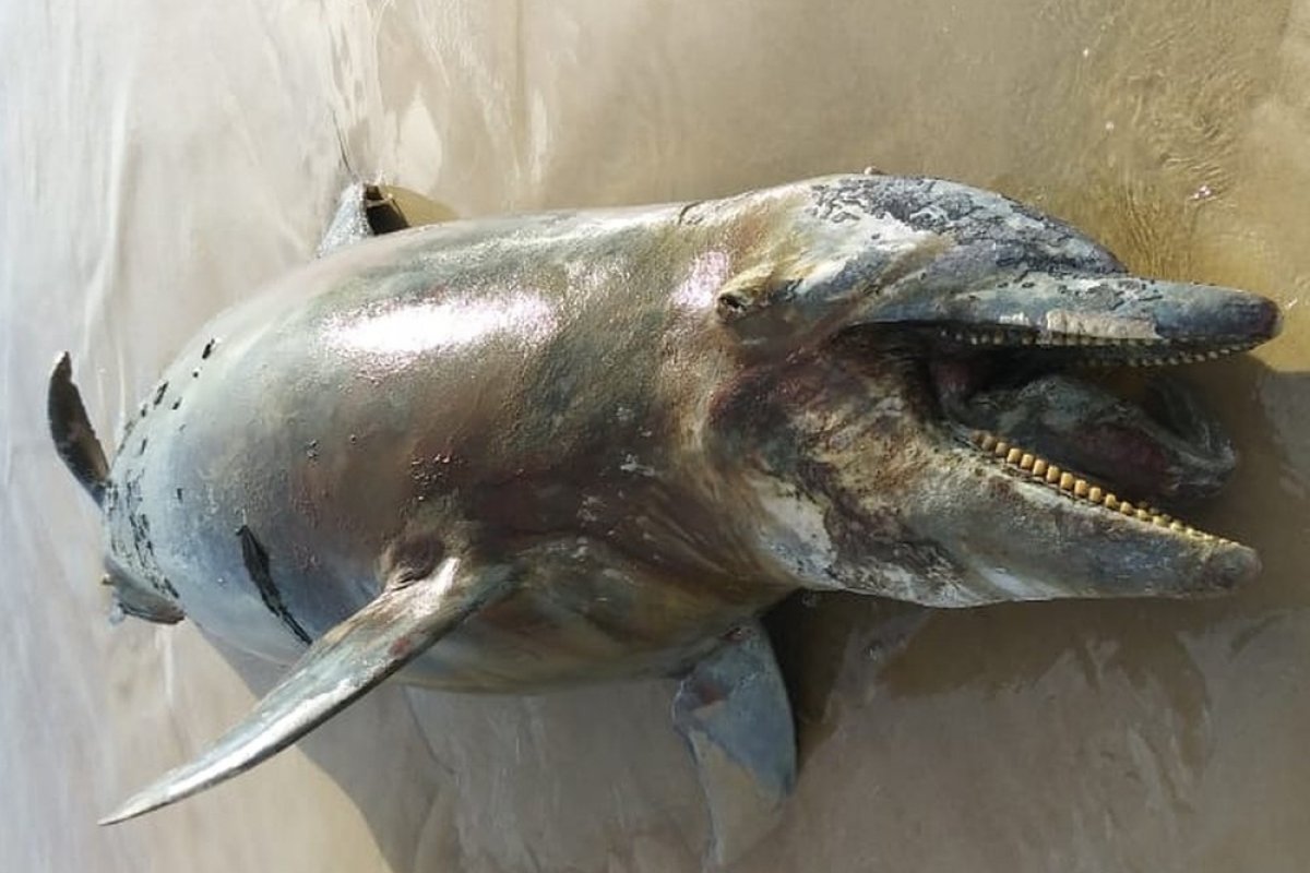 1 golfinho e 3 tartarugas são encontradas mortas em praia no Sul da Bahia