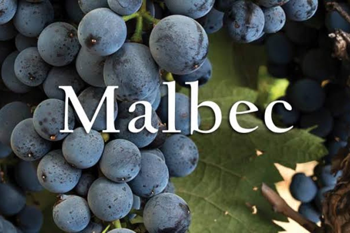 Dia da Malbec: a uva que conquistou o paladar dos brasileiros! 