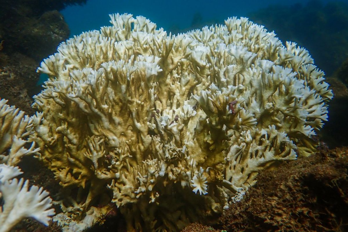 Aumento de temperatura nos oceanos ocasiona branqueamento de corais