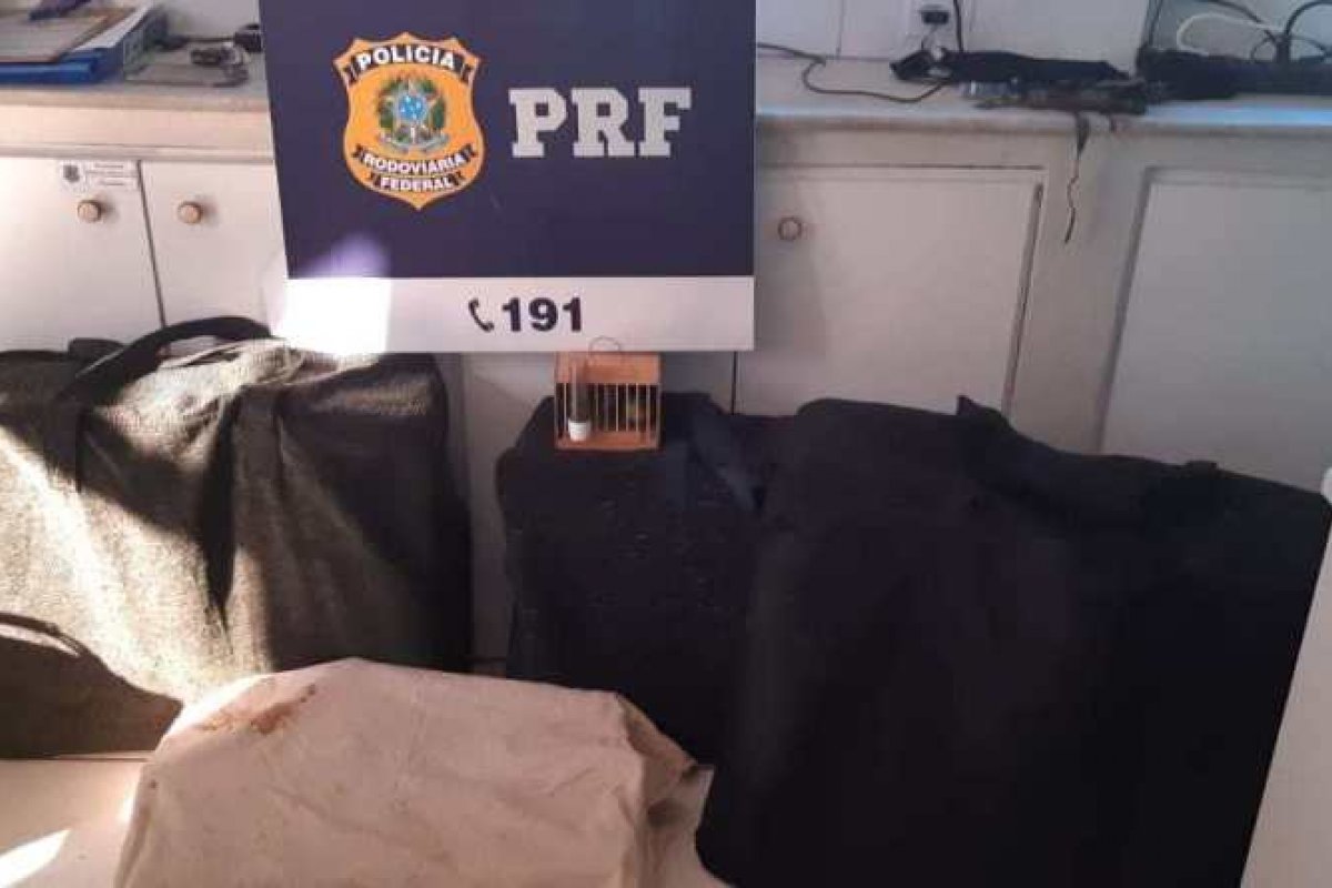 450 pássaros silvestres são resgatados em situação de maus-tratos na BR 242