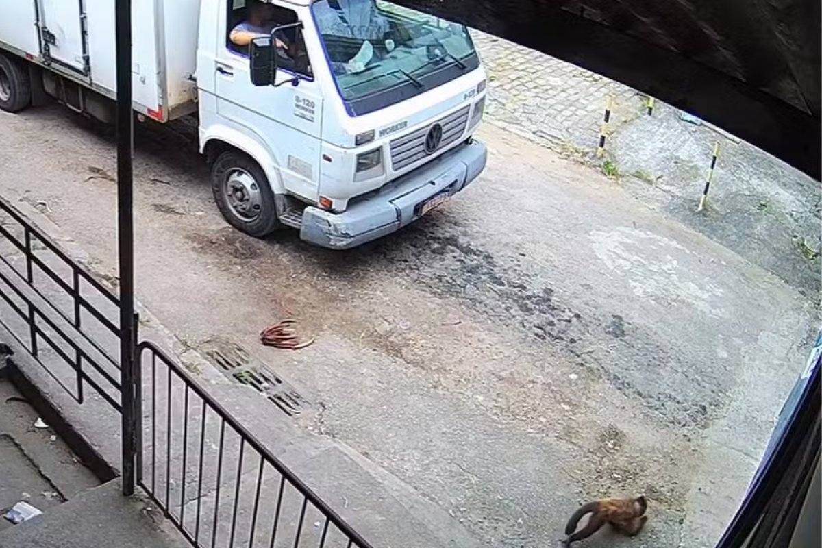 Macaco foge de parque e acaba sendo 'preso' em penitenciária no RJ