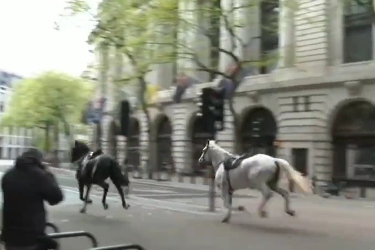 Vídeo: cavalos se descontrolam e deixam feridos no Centro de Londres