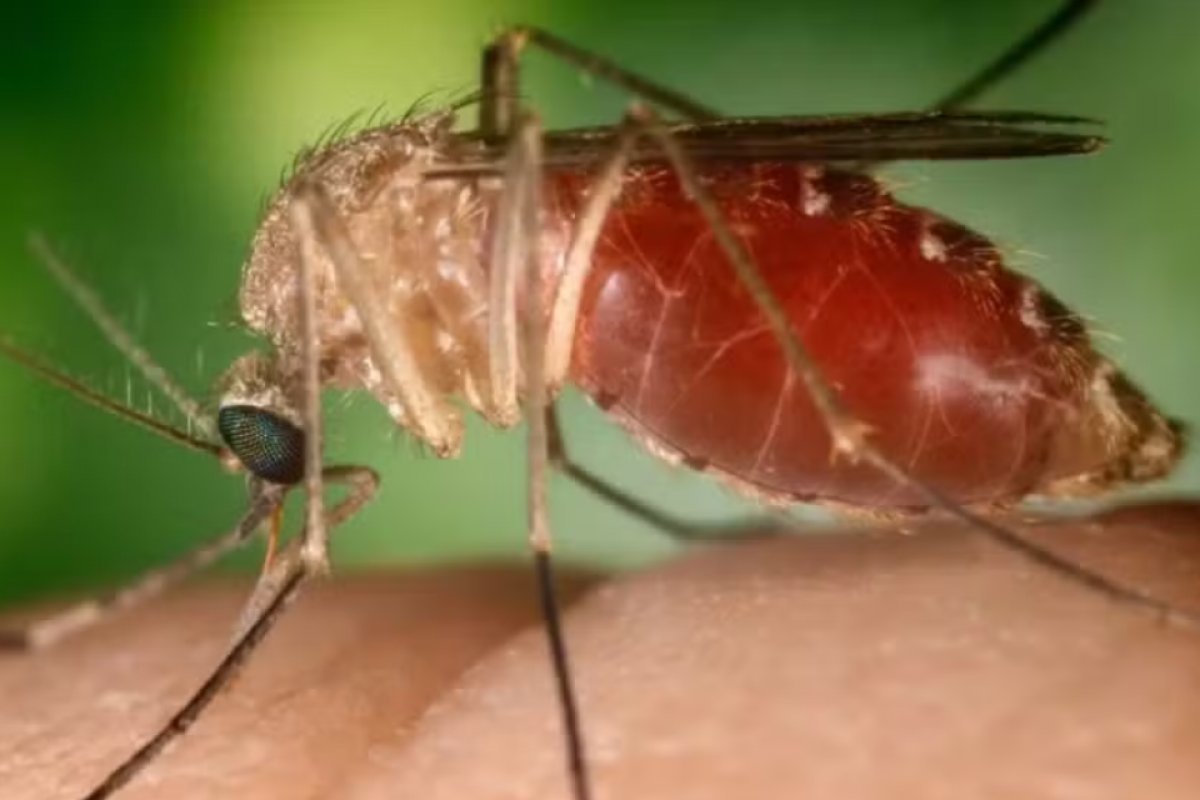 Febre Oropouche: sobe para 157 número de casos na Bahia