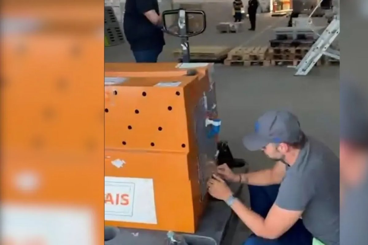 Câmara dos Deputados convoca presidente da Gol para esclarecer morte de cachorro