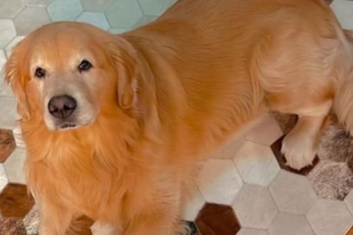 Ministério da Justiça cobra da Gol explicações sobre morte de cachorro em voo