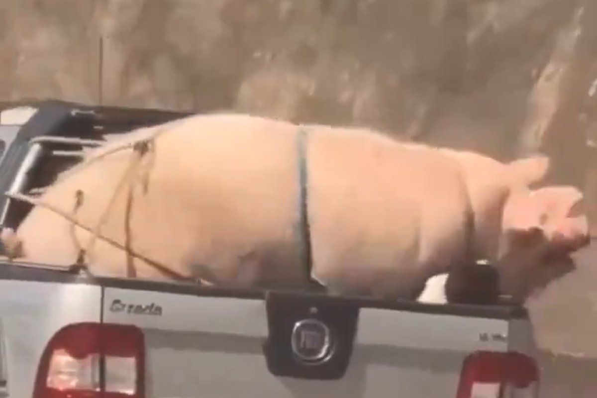 Vídeo: porco e cabrito são transportados em carro na rodovia de São Paulo