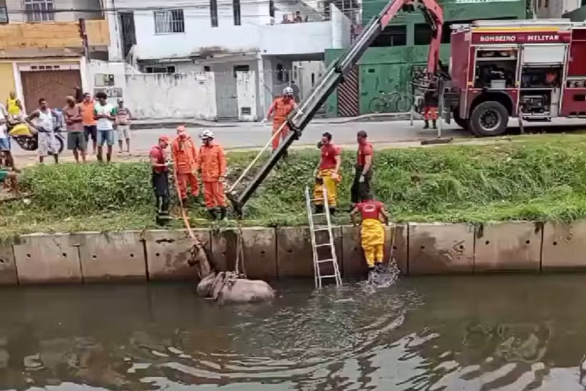 Cavalo é resgatado após cair e ficar atolado em canal no bairro de Piatã