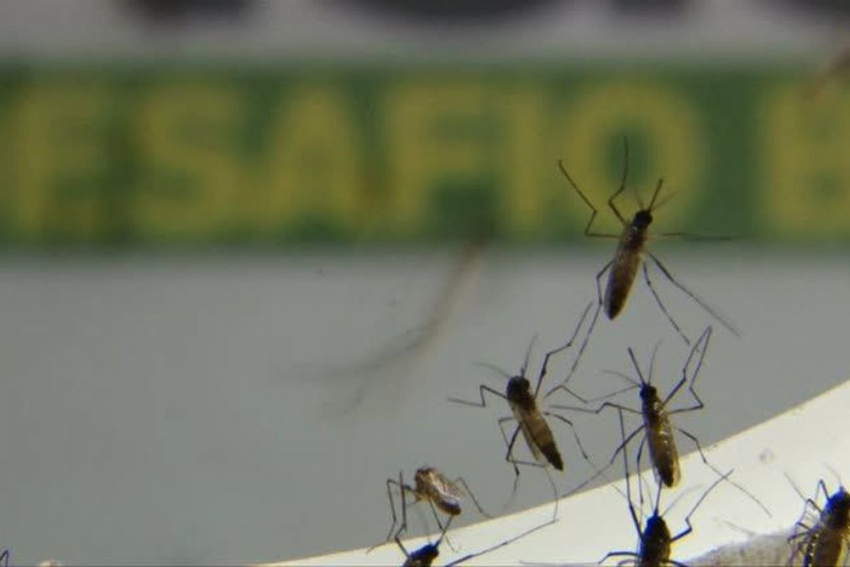 Ministério da Saúde aponta que Brasil se aproxima de 4 milhões de casos prováveis de dengue