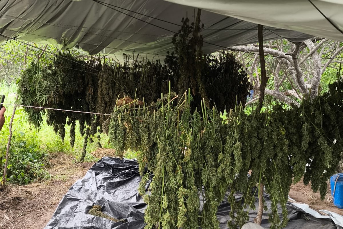 PM destrói plantação com 10 mil pés de maconha em Monte Santo