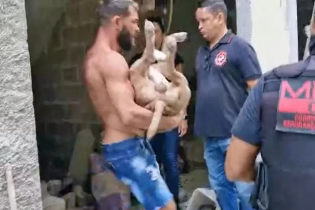 Promotor é atacado por pitbull durante operação para demolir prédios no RJ