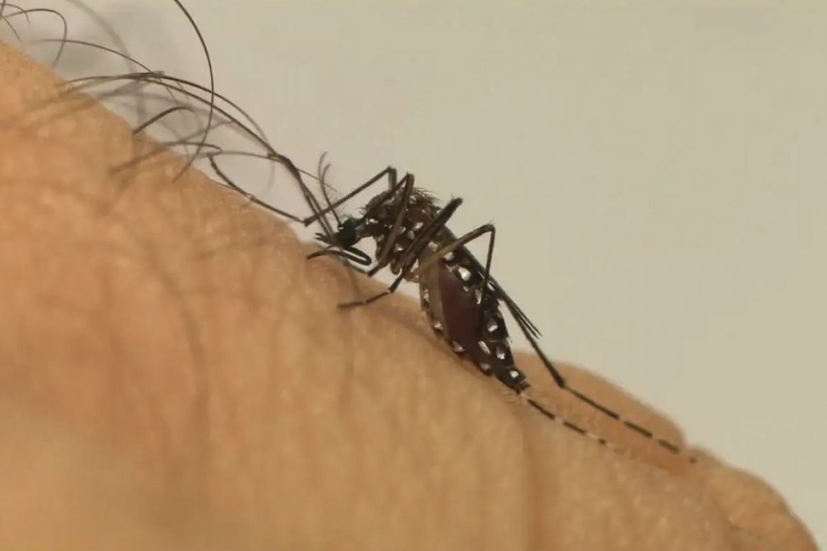Brasil passa de 4 milhões de casos de dengue em 2024, aponta Ministério da Saúde 