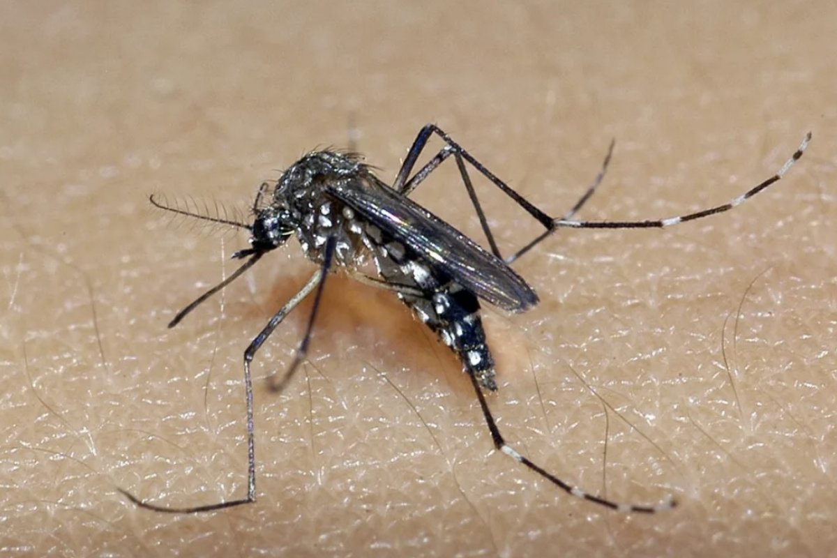 Dengue: sobe para 56 número de mortes pela doença na Bahia