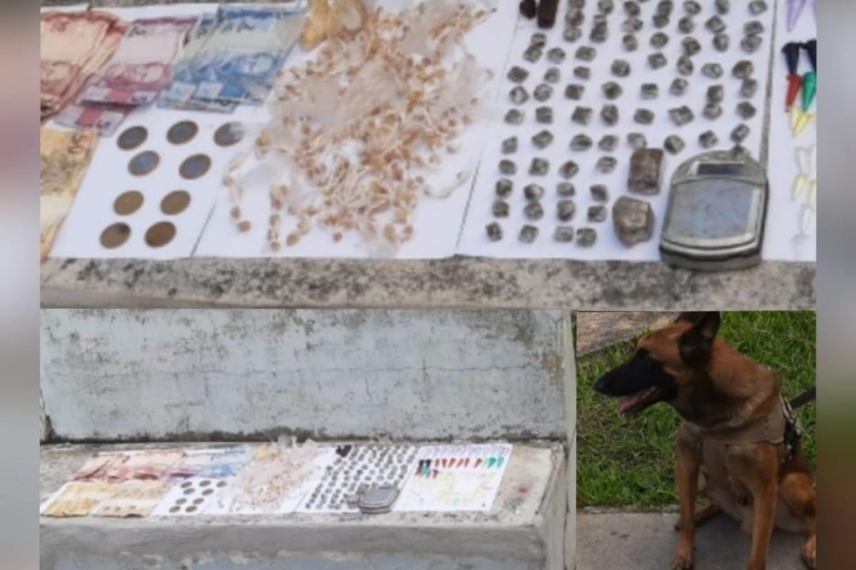 Drogas são localizadas por cães farejadores no sul da Bahia