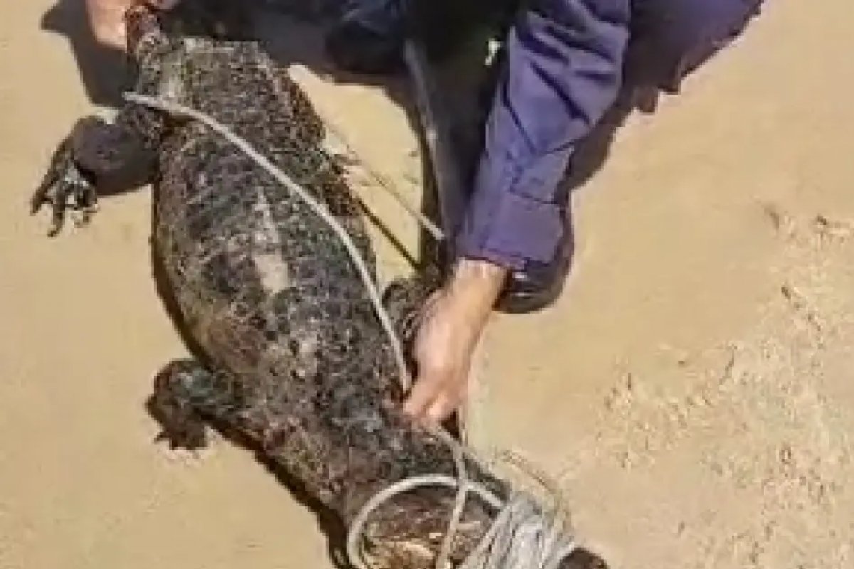 Vídeo: Jacaré é resgatado de praia da Pituba, em Salvador