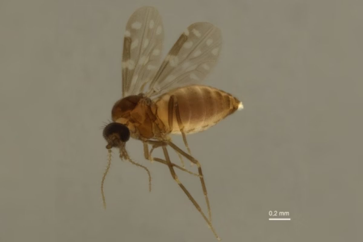 Sobe para 287 número de casos da Febre Oropouche na Bahia em 2024