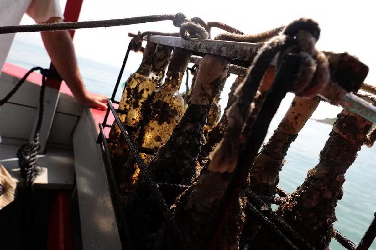 Espumantes e vinhos brancos são vendidos após 12 meses mergulhados em SC