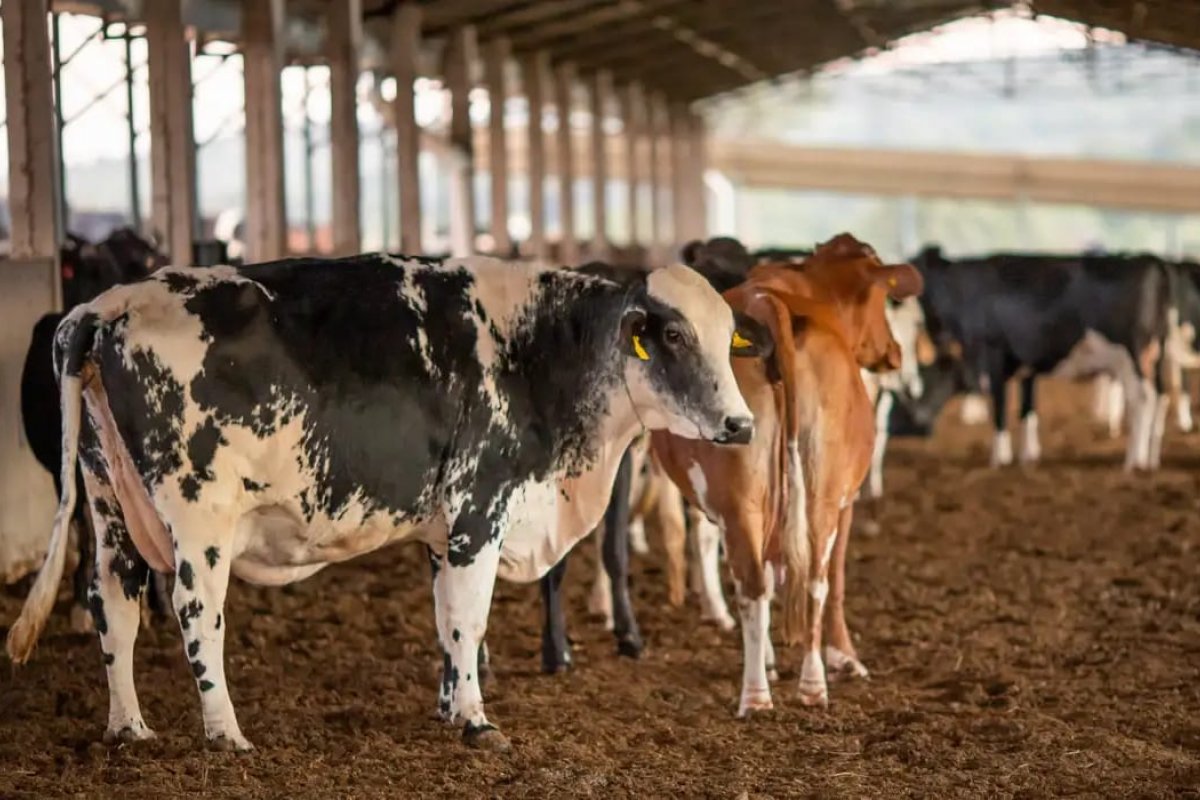 Avanço da genética cria supervacas precoces e com mais carne