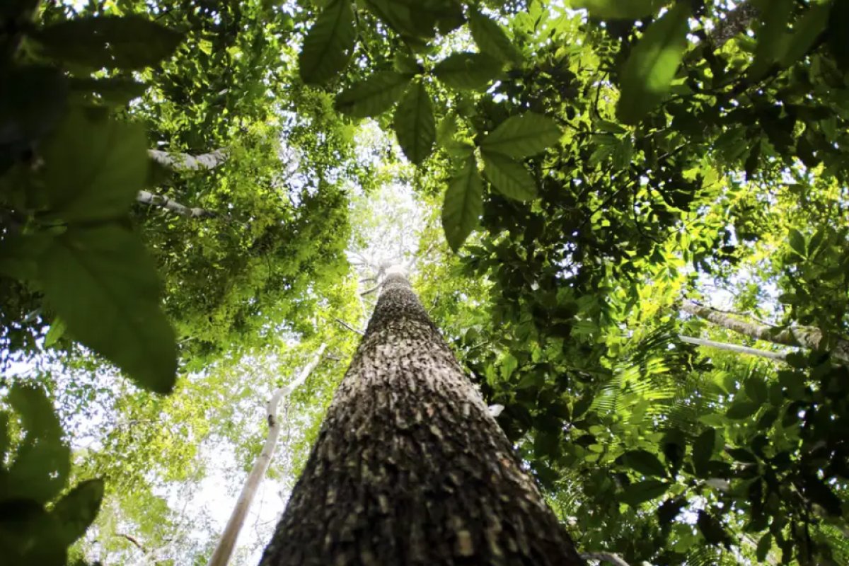 Projeto perfura subsolo da amazônia para estudar mudanças climáticas