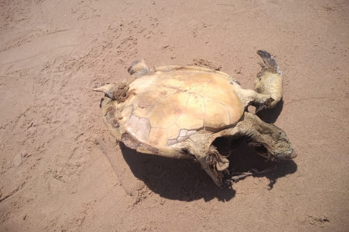 Tartaruga é encontrada em estado avançado de decomposição em praia no sul da Bahia