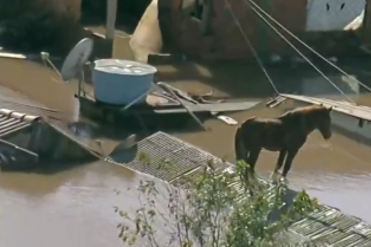 Vídeo: Cavalo fica ilhado em telhado de casa rodeada por água no Rio Grande do Sul