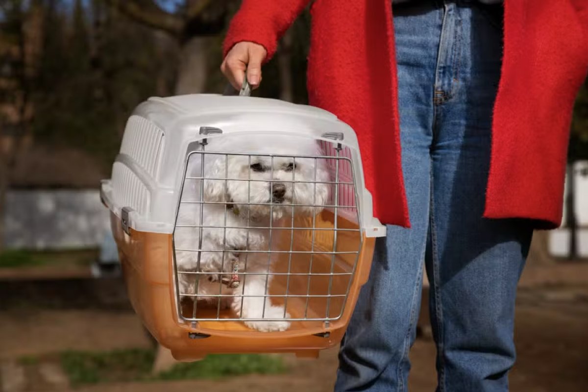Projeto que obriga aéreas a ofertar transporte de pets na cabine das aeronaves é aprovado na Câmara