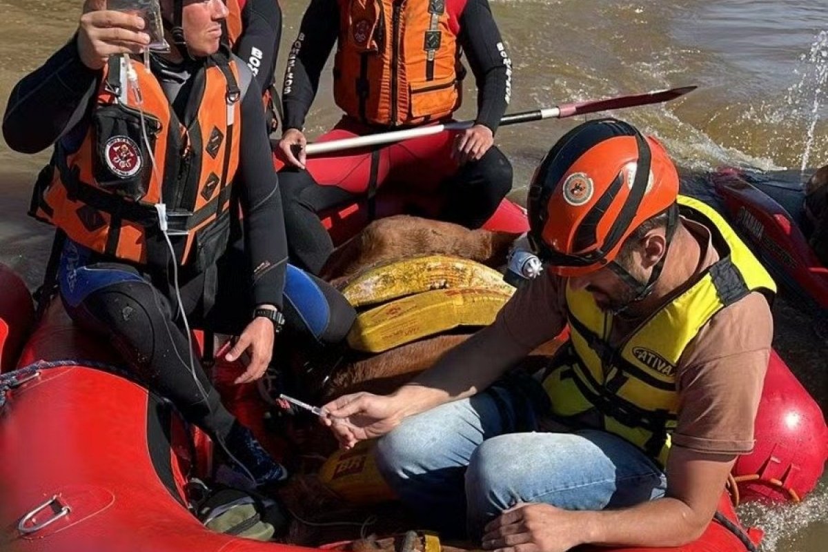 Vídeo: ‘caramelo’, cavalo ilhado em Canoas, é resgatado