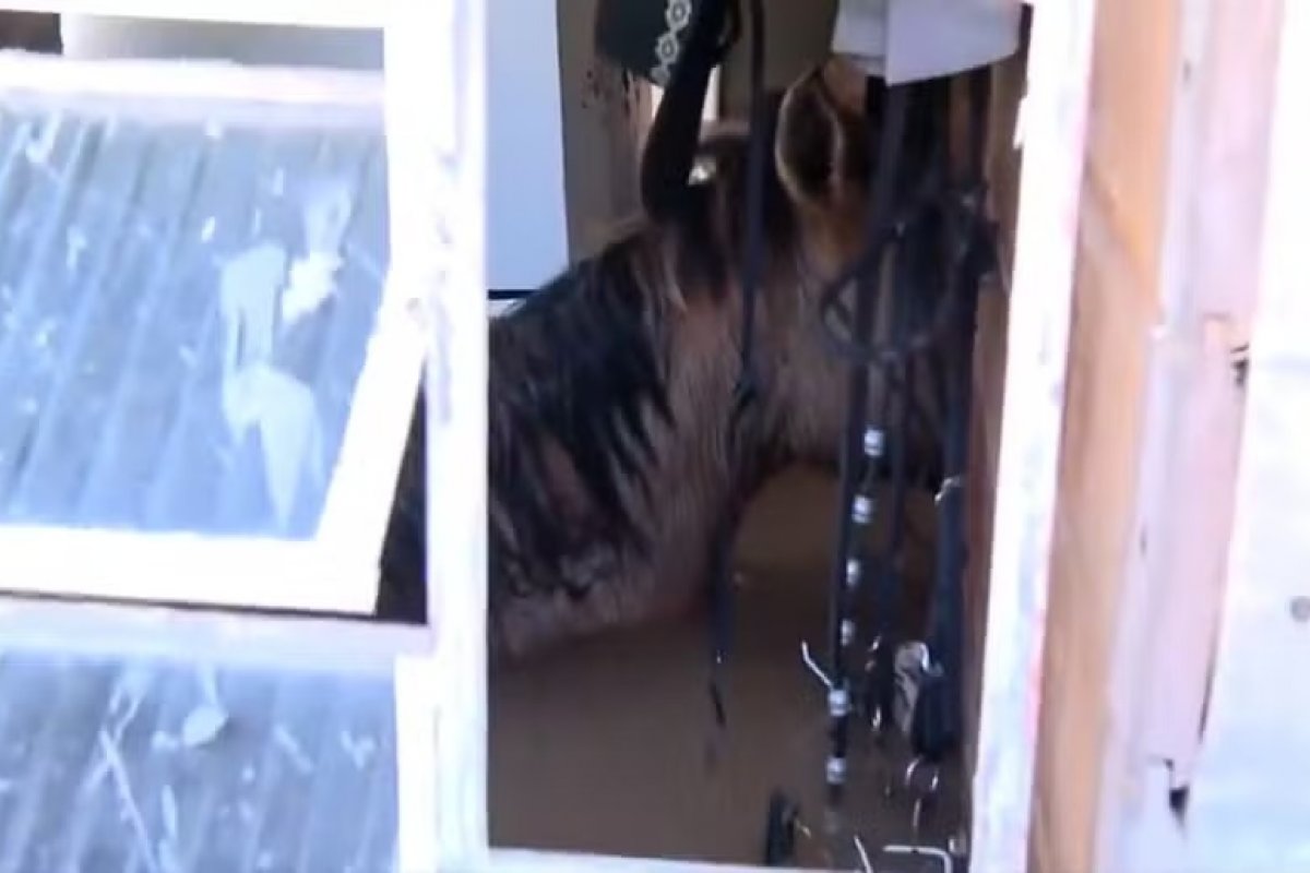 Cavalos presos com água até o pescoço morrem em Canoas, no RS