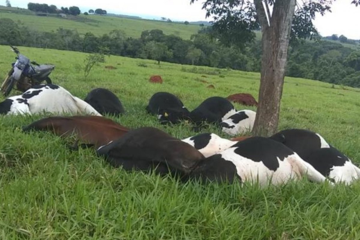 Quinze vacas morrem após tempestade com raios em Goiás