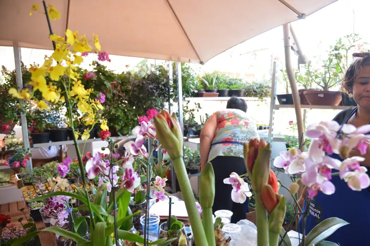 Desenrola para MEI e micro e pequenas empresas começa nesta segunda (13)