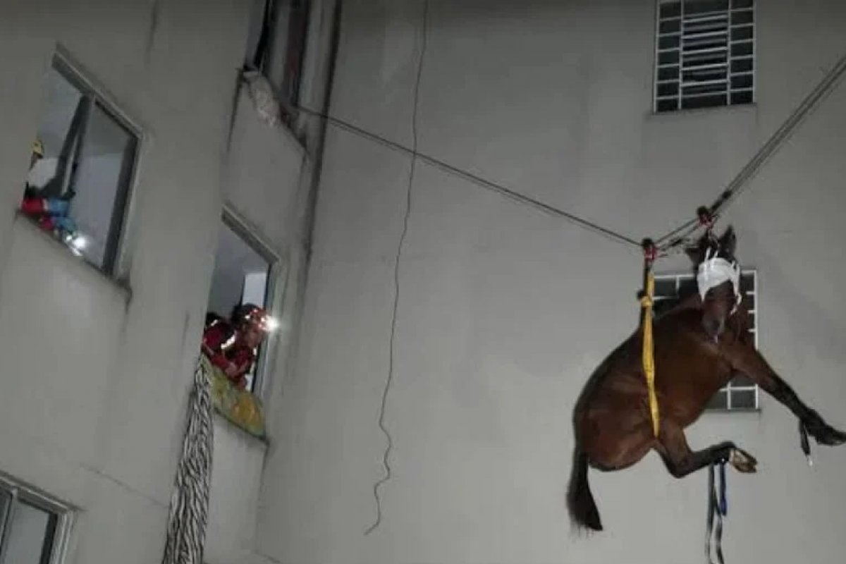 Vídeo: Égua é resgatada de terceiro andar de prédio no RS