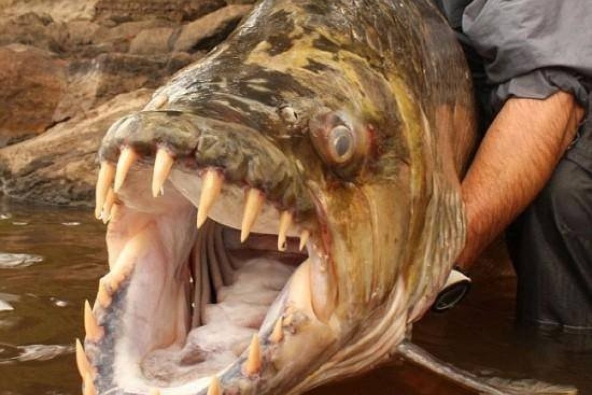 Peixe de 1,5 metro é capturado na África