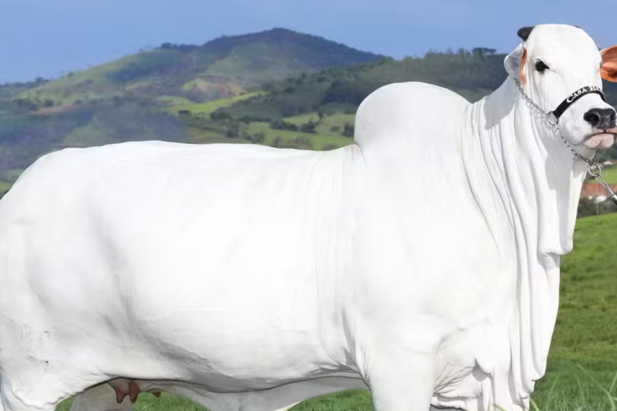 Bezerra filha de vaca mais cara do mundo é leiloada por R$ 3 mi; renda vai para vítimas do RS