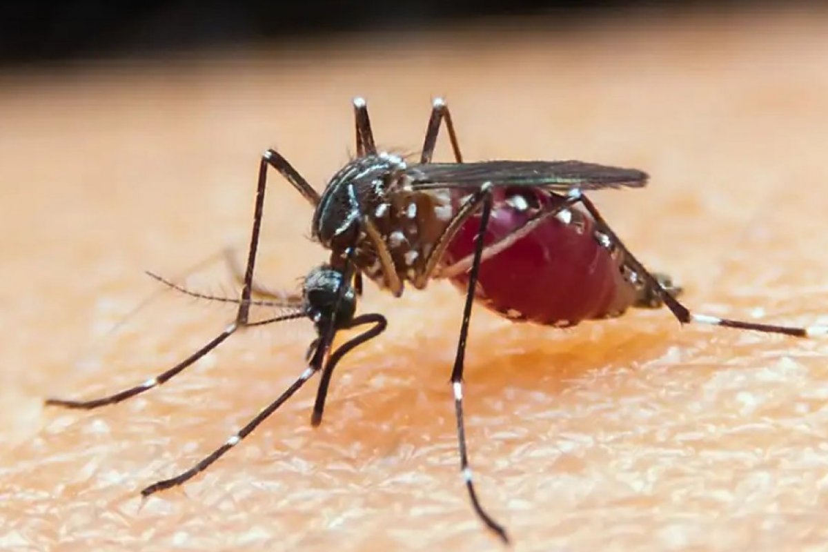 Sesab confirma morte por malária na Bahia