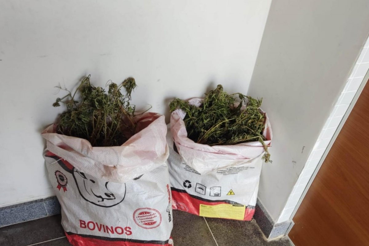 Polícia Militar apreende droga em Irecê