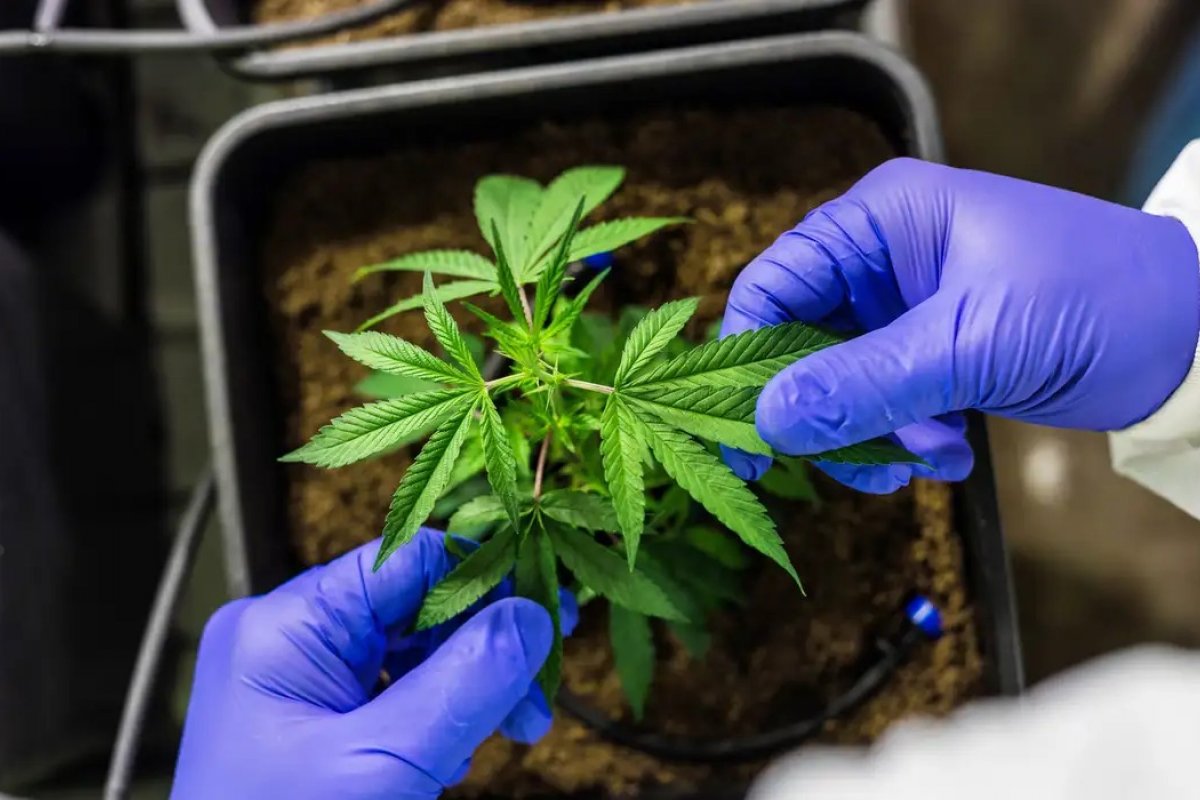 Cannabis: venda para uso medicinal bate recorde no 1º trimestre no Brasil