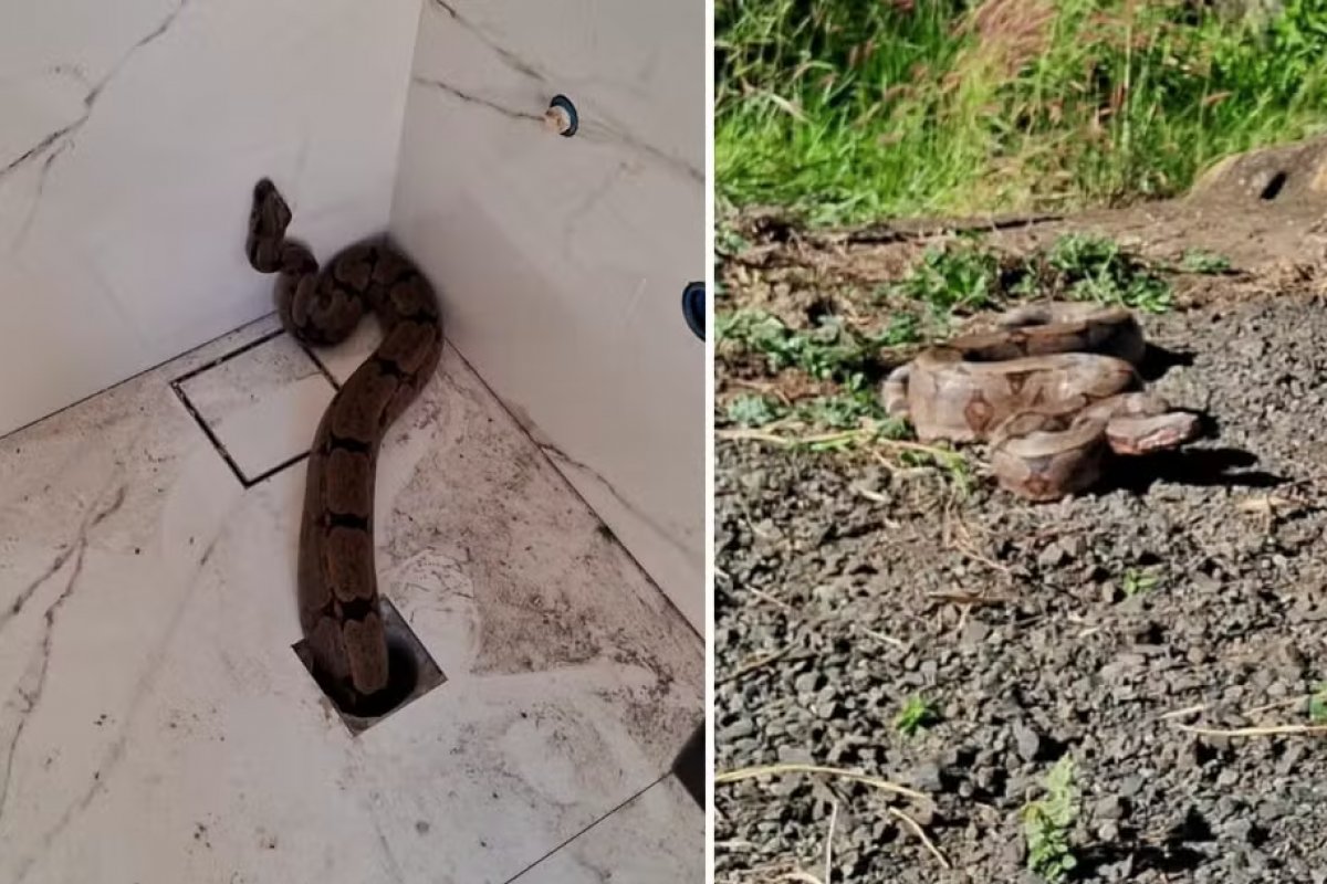 Jiboia sai do ralo de banheiro em Goiás e é devolvida à natureza
