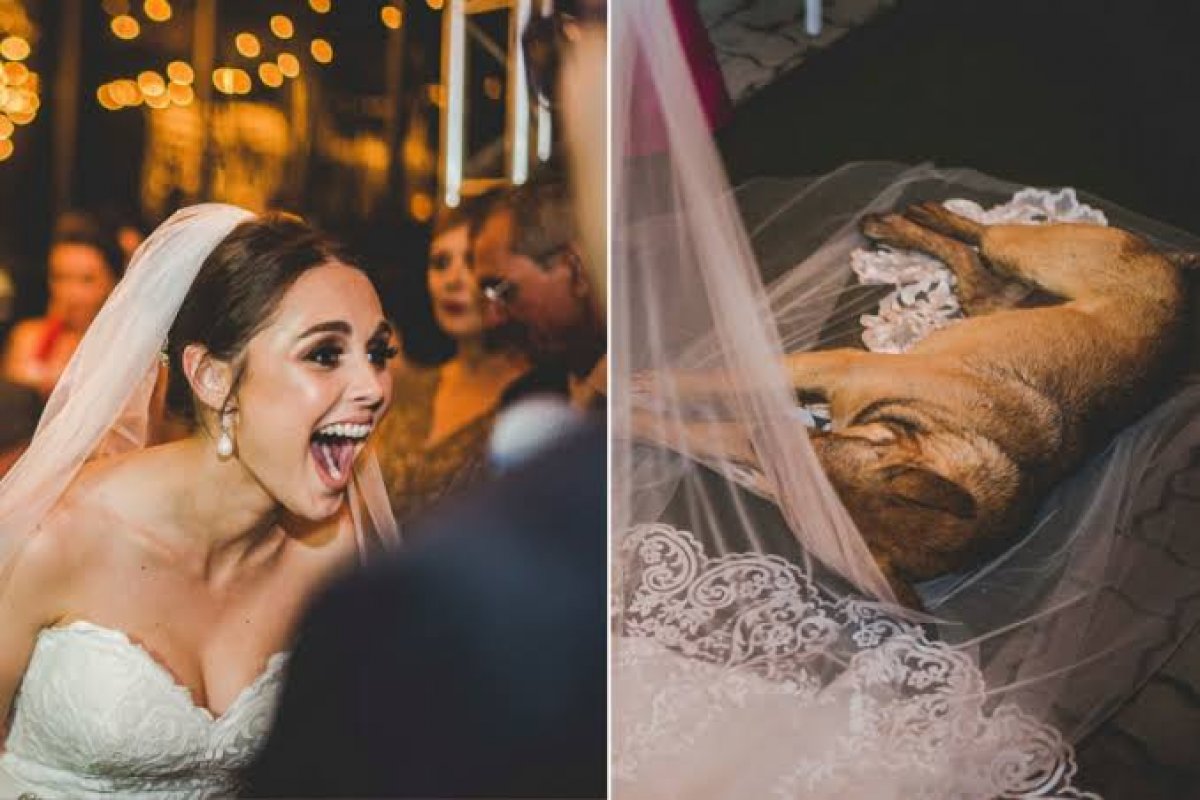 Cão invade igreja e deita em vestido de noiva durante casamento!