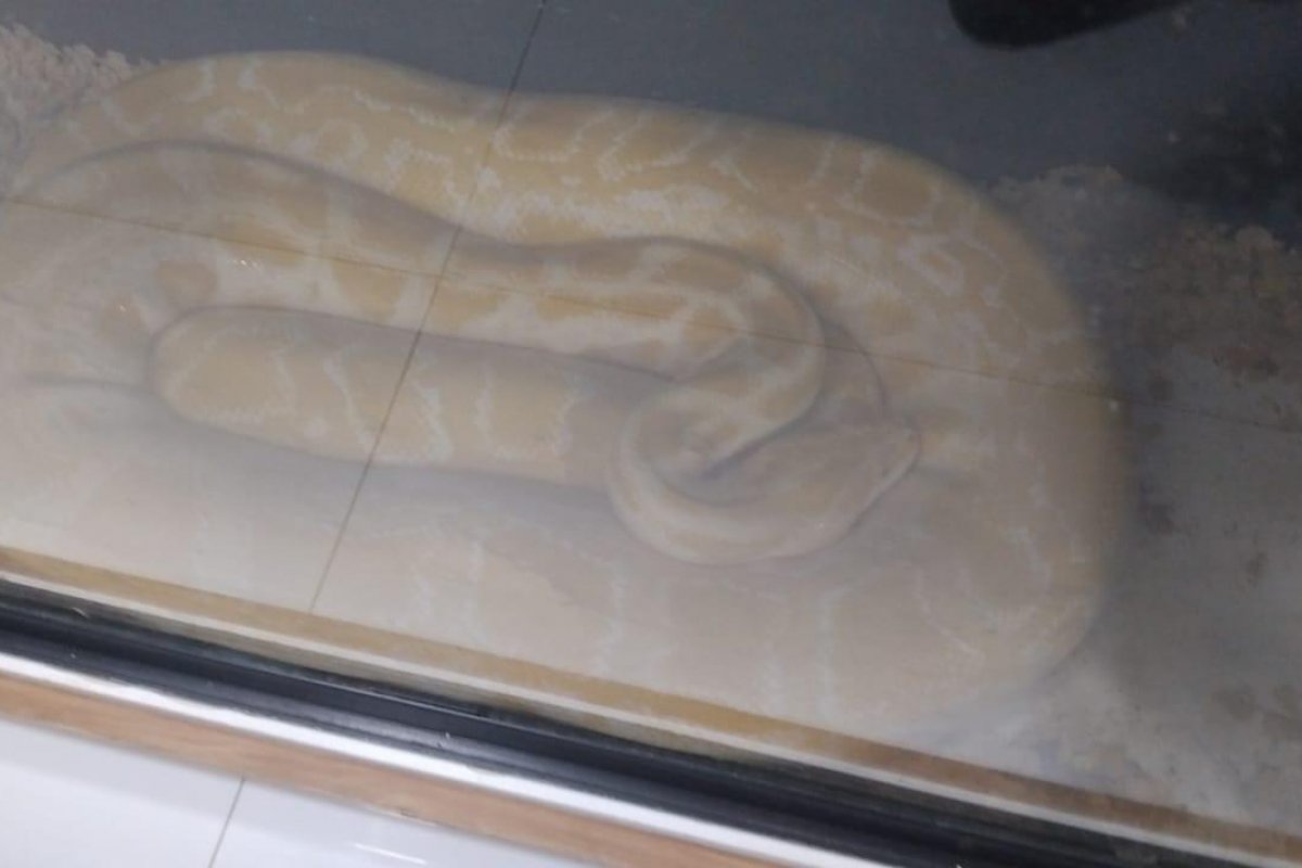 PF faz operação para combater tráfico de animais na Bahia