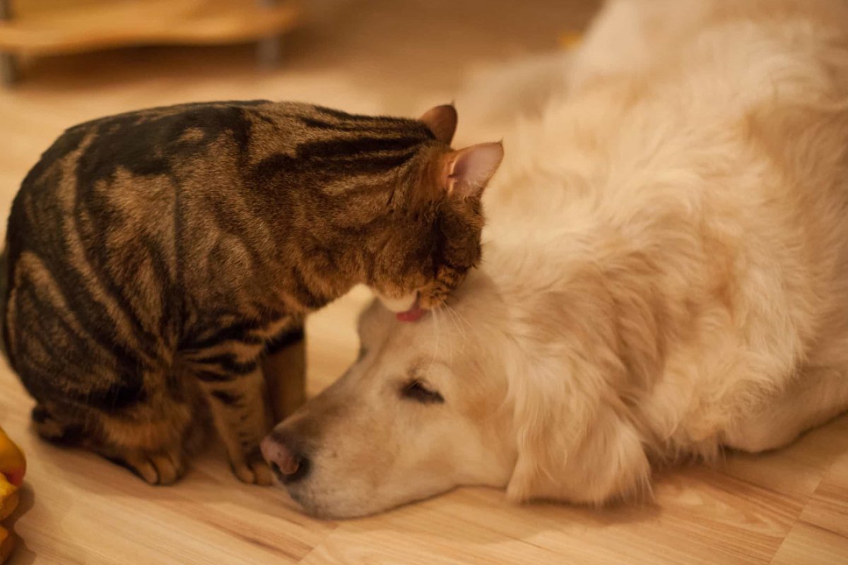 Idosa com câncer dorme dentro de carro para abrigar 110 animais em casa