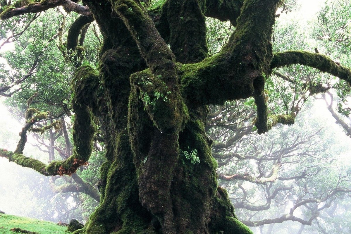 Ilha da Madeira comemora 25 anos da Floresta Laurissilva como Patrimônio Mundial da Unesco!